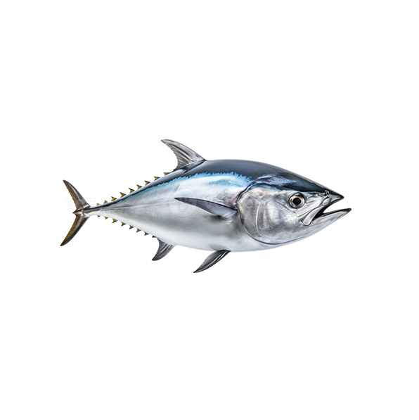 Tuna Fish