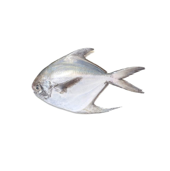 Silver Pomfret