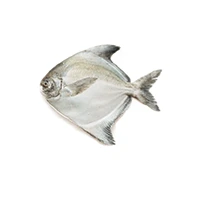 Silver Pomfret