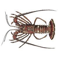 Lobster