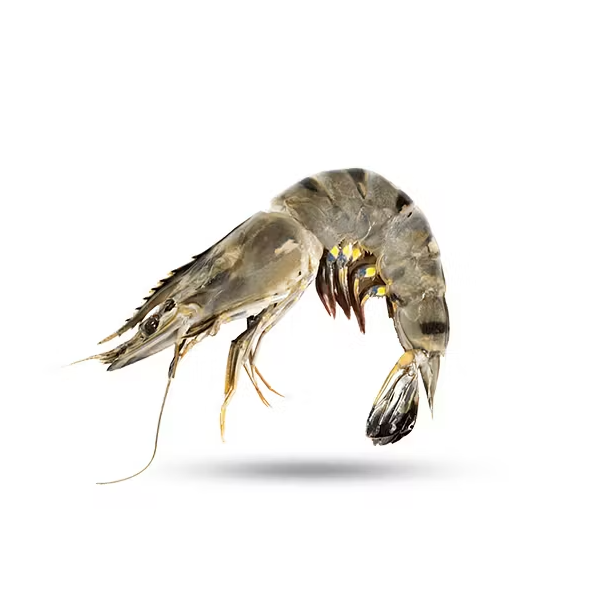 Tiger Shrimp 40/50 Pcs