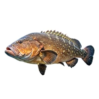 Grouper Fish