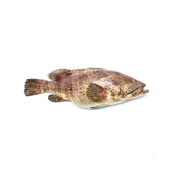Grouper Fish